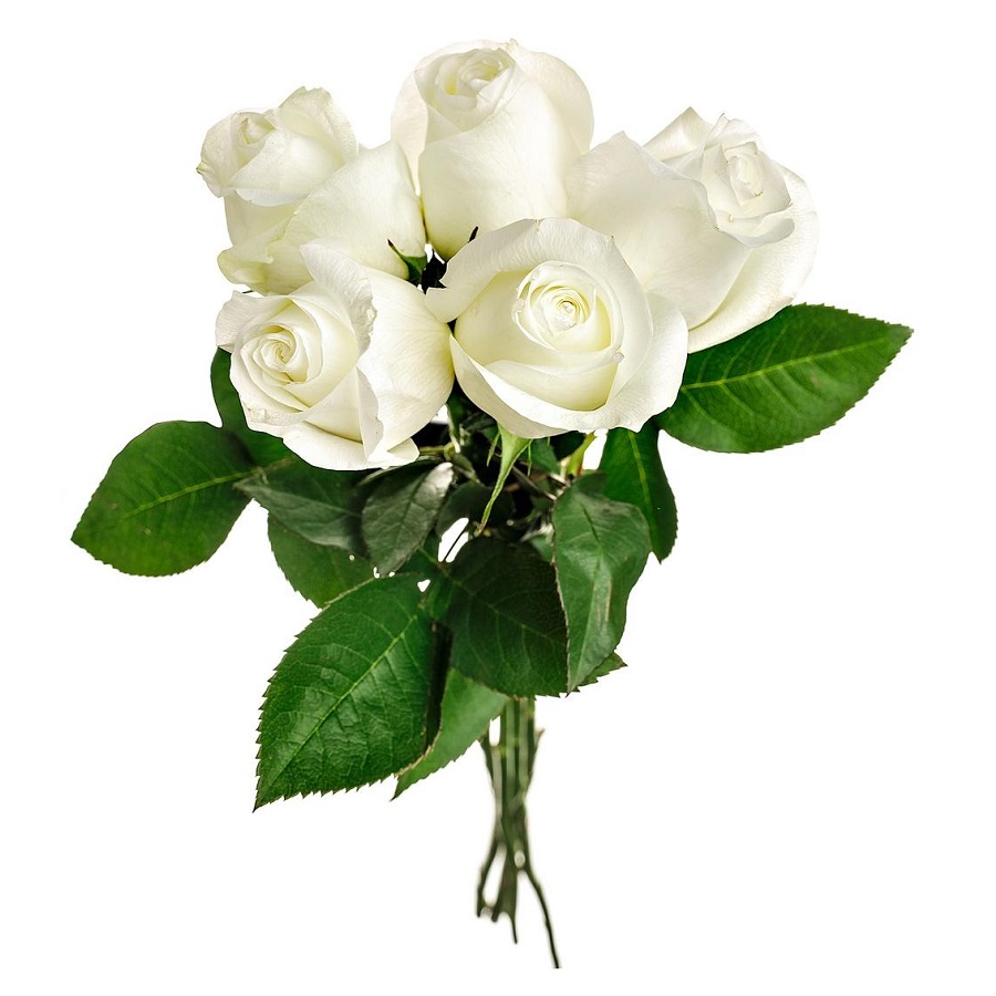 НАDО-Розы Белые - купить в НАДО маркет